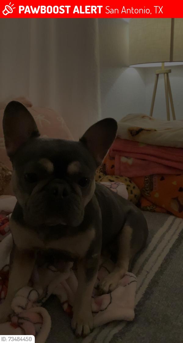 Lost Female Dog last seen Wood stone and Vance Jackson, San Antonio, TX 78230