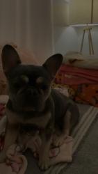 Lost Female Dog last seen Wood stone and Vance Jackson, San Antonio, TX 78230