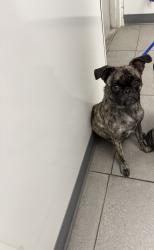 Found/Stray Female Dog last seen Arrow hwy, Azusa, CA 91702