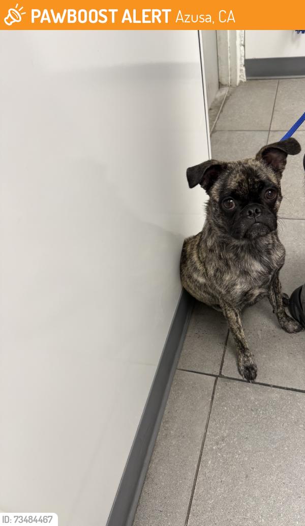 Found/Stray Female Dog last seen Arrow hwy, Azusa, CA 91702