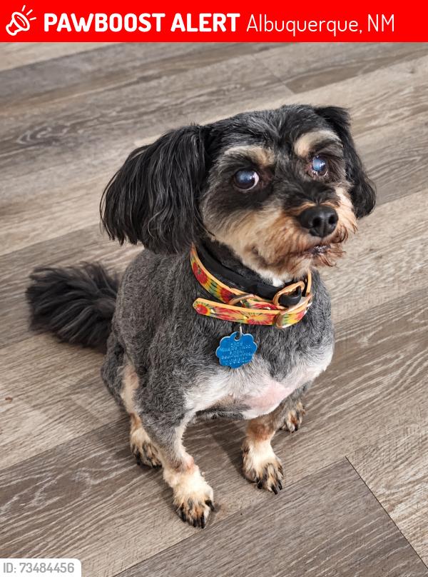 Lost Male Dog last seen Tramway and Lomas, Albuquerque, NM 87112