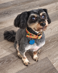 Lost Male Dog last seen Tramway and Lomas, Albuquerque, NM 87112