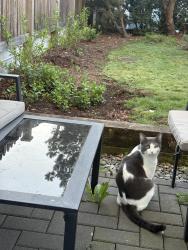 Reunited Male Cat last seen backyard, Surrey, BC V3W 1M5