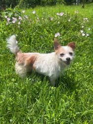Lost Female Dog last seen Bayshore abe park, San Leon, TX 77539