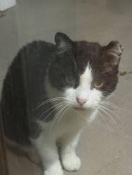 Found/Stray Male Cat last seen Near Cortland Benbrook apmts, Benbrook, TX 76126