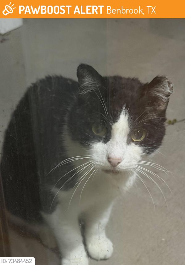 Found/Stray Male Cat last seen Near Cortland Benbrook apmts, Benbrook, TX 76126
