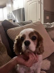 Reunited Male Dog last seen Mars Hill Lakes subdivision near Brookstone 2 and Ford Elementary, Acworth, GA 30101