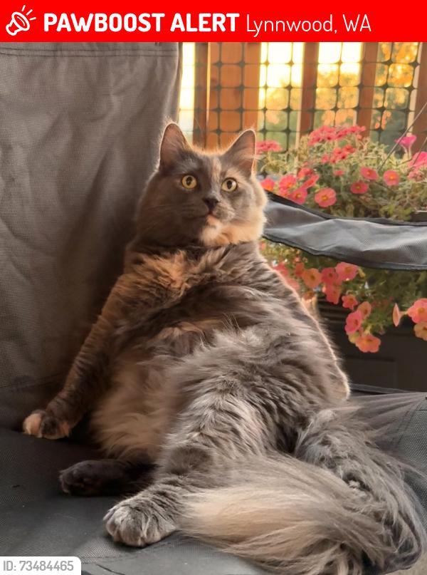 Lost Female Cat last seen Alderwood mall parkway and 184th, Lynnwood, WA 98037