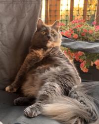 Lost Female Cat last seen Alderwood mall parkway and 184th, Lynnwood, WA 98037