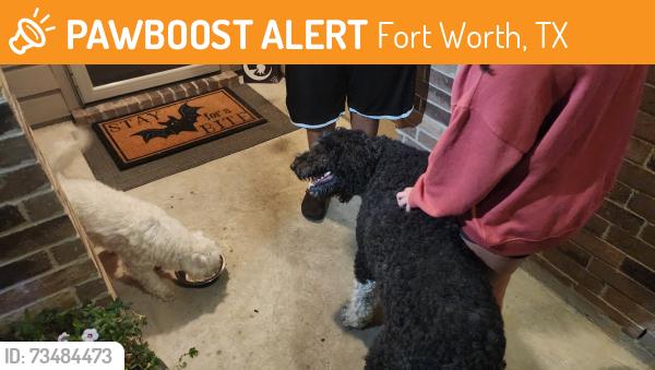 Found/Stray Unknown Dog last seen Inside neighborhood on liberty crossing and conestoga, Fort Worth, TX 76131