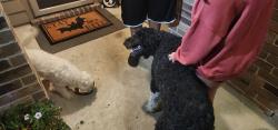 Found/Stray Unknown Dog last seen Inside neighborhood on liberty crossing and conestoga, Fort Worth, TX 76131