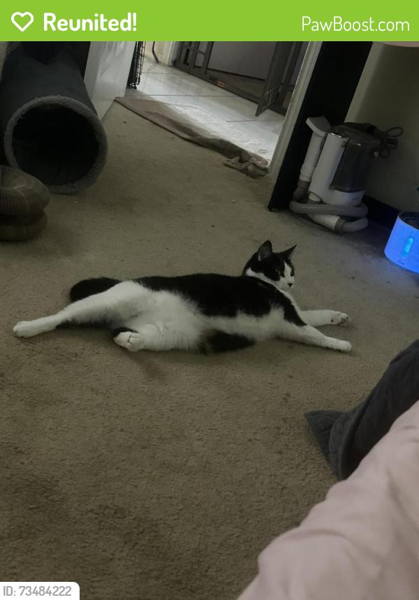 Reunited Female Cat last seen Valley Ridge Blvd, Lewisville, TX 75077