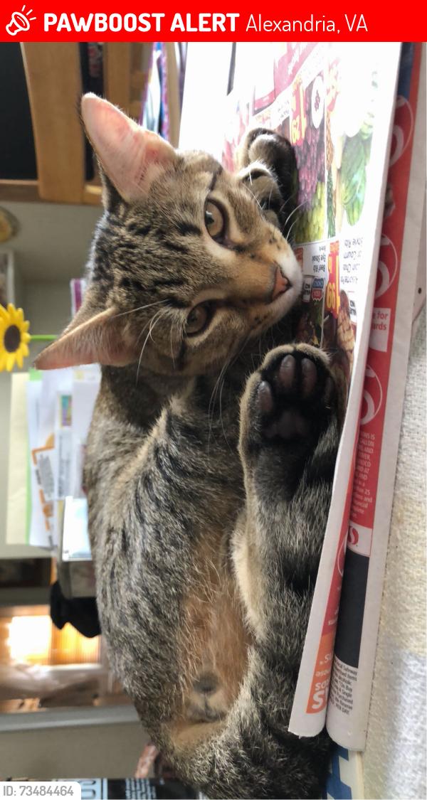 Lost Male Cat last seen Beulah Road and Burnett Street, Alexandria, VA 22310