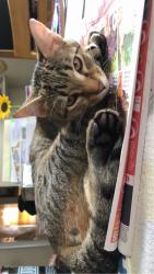 Lost Male Cat last seen Beulah Road and Burnett Street, Alexandria, VA 22310