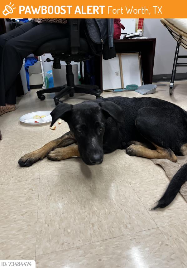 Found/Stray Female Dog last seen IDEA Edgecliff, Fort Worth, TX 76134