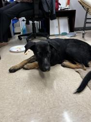 Found/Stray Female Dog last seen IDEA Edgecliff, Fort Worth, TX 76134