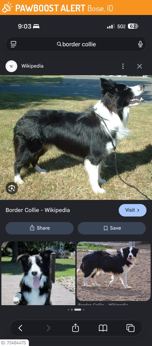 Found/Stray Unknown Dog last seen South maple grove, Boise, ID 83709