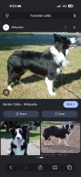 Found/Stray Unknown Dog last seen South maple grove, Boise, ID 83709