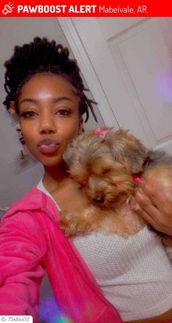 Lost Female Dog last seen Mabelvale, AR, Mabelvale, AR 72103