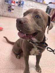 Found/Stray Male Dog last seen Palm Royale and Kearney Crossing, Sugar Land, TX 77479