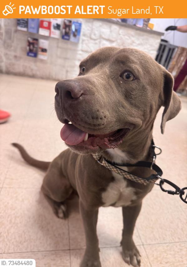 Found/Stray Male Dog last seen Palm Royale and Kearney Crossing, Sugar Land, TX 77479