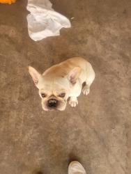 Found/Stray Unknown Dog last seen White lane Bakersfield, ca, Bakersfield, CA 93313