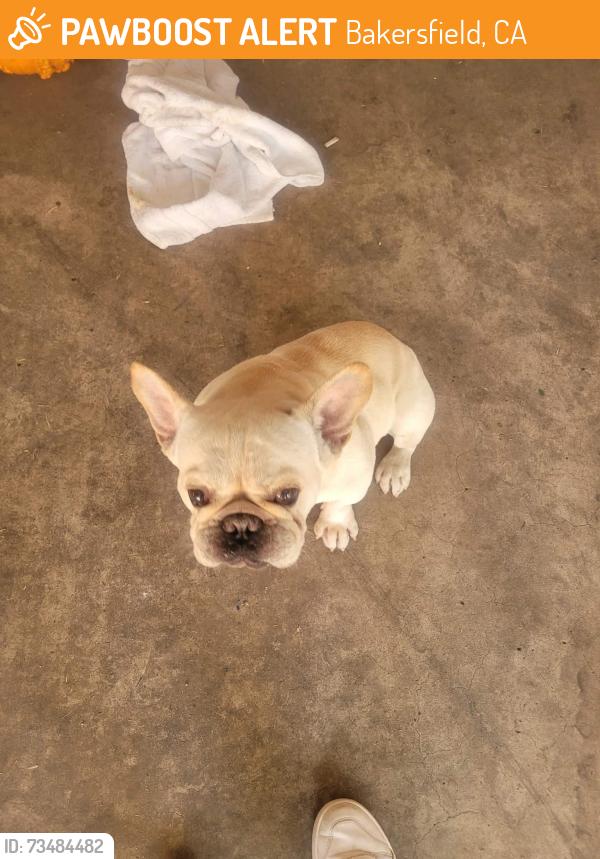 Found/Stray Unknown Dog last seen White lane Bakersfield, ca, Bakersfield, CA 93313