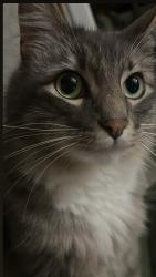 Reunited Male Cat last seen Almanor, Oxnard, CA 93036
