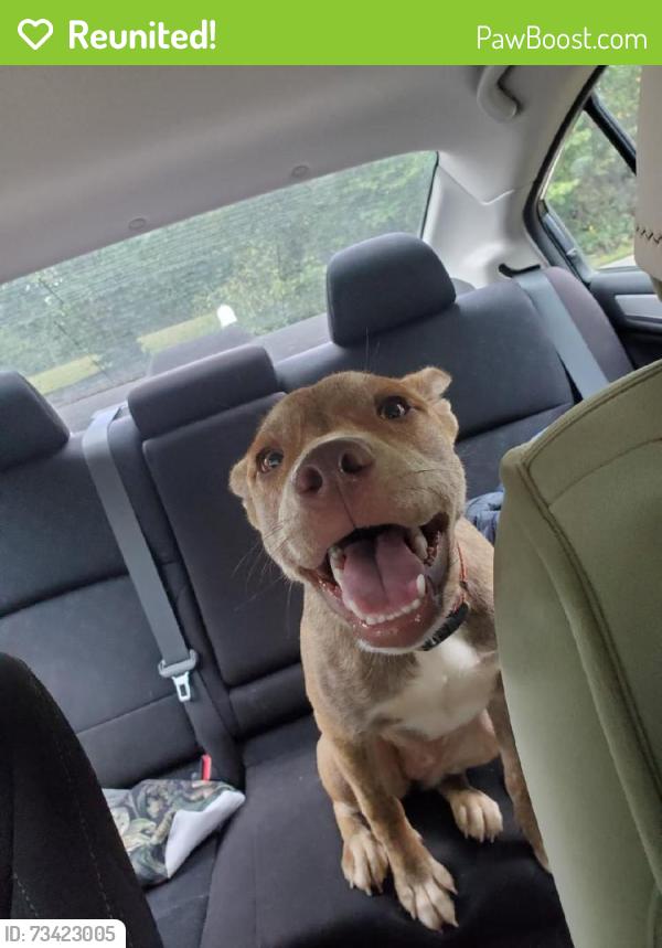 Reunited Female Dog last seen Found on Murphy hill road before the bread store, Buncombe County, NC 28787