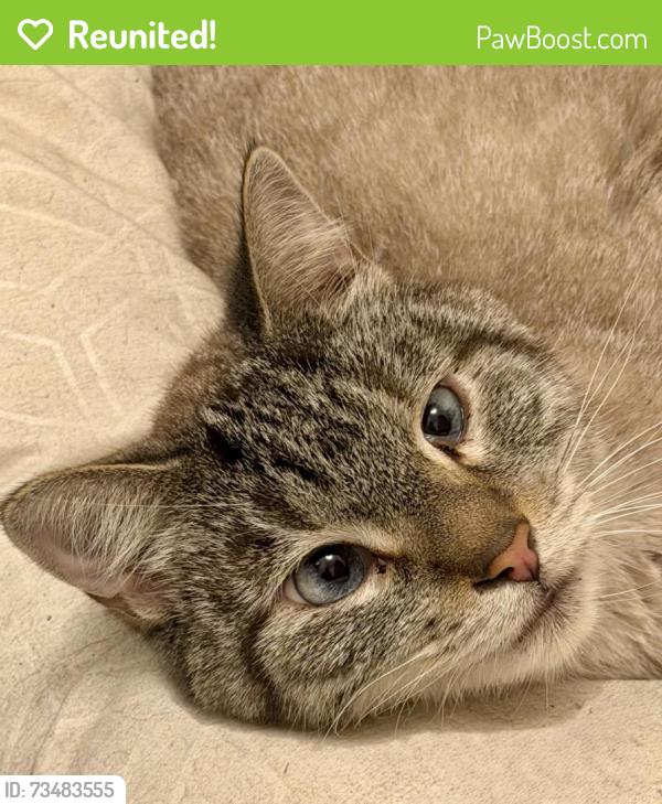Reunited Male Cat last seen Green Oaks and Park Springs, Arlington, TX 76017
