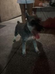 Reunited Male Dog last seen Valley and Cerro Villa, Villa Park, CA 92861