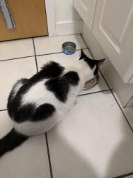 Reunited Female Cat last seen S Michigan ave and E Culerton, Chicago, IL 60616