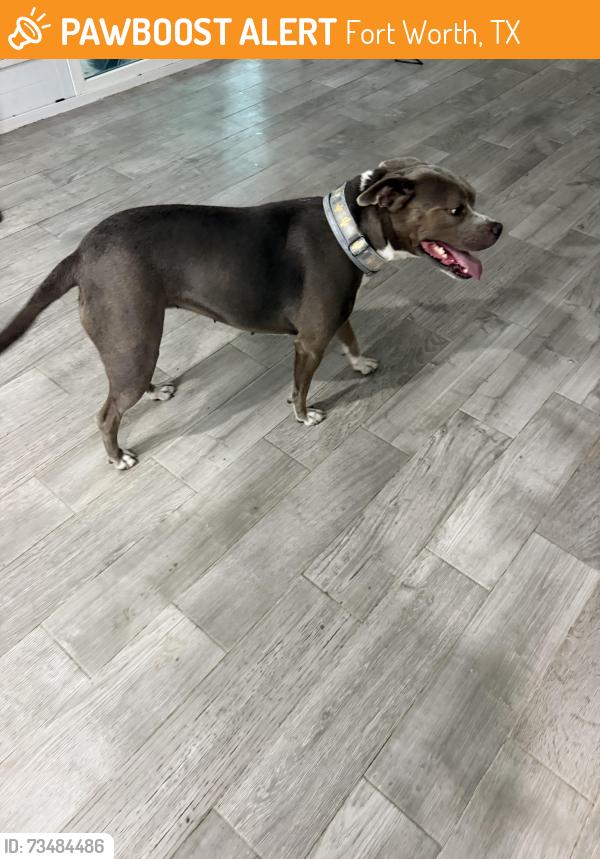 Found/Stray Female Dog last seen Wonder Dr and Welch Ave, Fort Worth, TX 76133