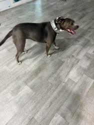 Found/Stray Female Dog last seen Wonder Dr and Welch Ave, Fort Worth, TX 76133