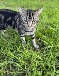 Lost Male Cat last seen Elkhunter Trail, 78222, San Antonio, TX 78222