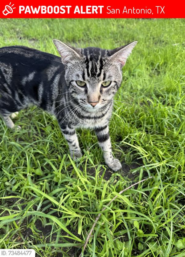 Lost Male Cat last seen Elkhunter Trail, 78222, San Antonio, TX 78222