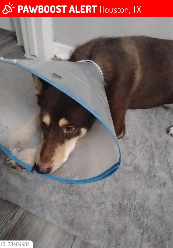 Lost Female Dog last seen Near fountain view drive, Houston, TX 77057