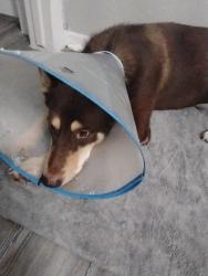 Lost Female Dog last seen Near fountain view drive, Houston, TX 77057