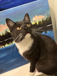 Reunited Female Cat last seen Woodbine, Calgary, AB 