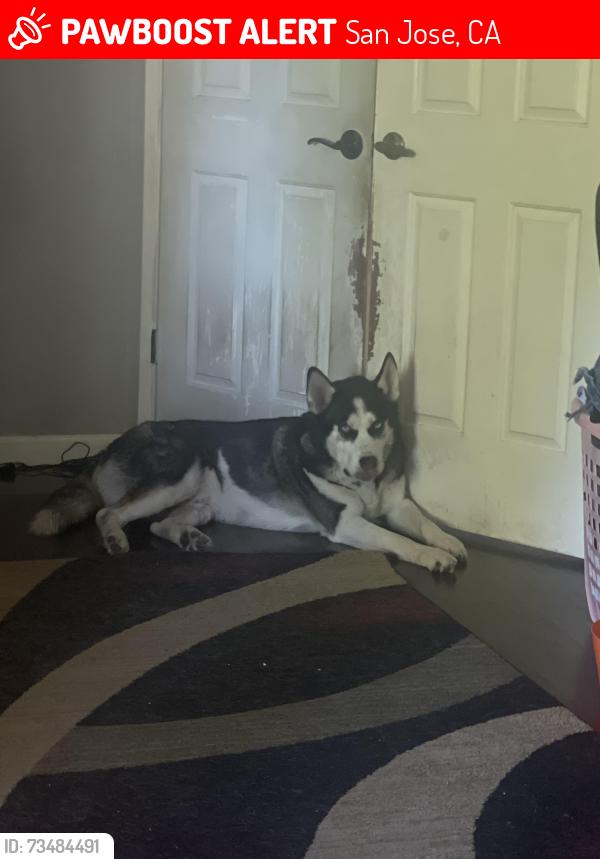 Lost Male Dog last seen Allenwood and Quimby, San Jose, CA 95148
