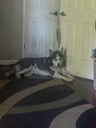 Lost Male Dog last seen Allenwood and Quimby, San Jose, CA 95148