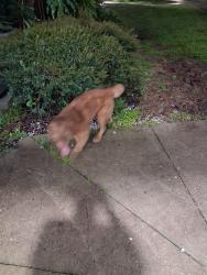 Found/Stray Male Dog last seen Behind 9307 building near where the blue bench is, Orlando, FL 32825
