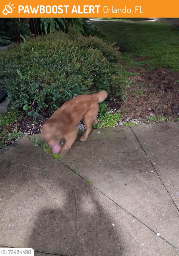 Found/Stray Male Dog last seen Behind 9307 building near where the blue bench is, Orlando, FL 32825