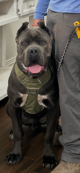 Reunited Male Dog last seen 242/1485, Conroe, TX 77306