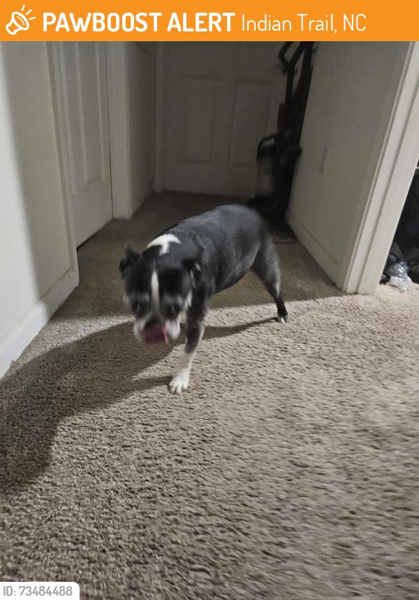 Found/Stray Female Dog last seen Flagstone Ln Indian trail, Indian Trail, NC 28079