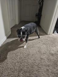 Found/Stray Female Dog last seen Flagstone Ln Indian trail, Indian Trail, NC 28079
