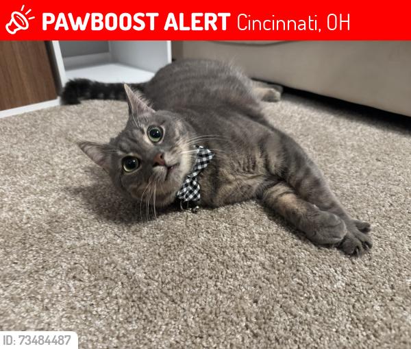 Lost Male Cat last seen Near Holyoke Dr, Cincinnati, OH 45240