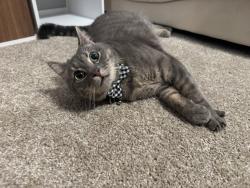 Lost Male Cat last seen Near Holyoke Dr, Cincinnati, OH 45240