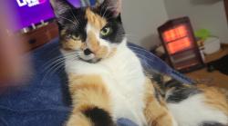 Lost Female Cat last seen Honey creek and highway 120, Waterford, WI 53185