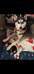 Reunited Female Dog last seen Nova road Florida gun exchange, Ormond Beach, FL 32174